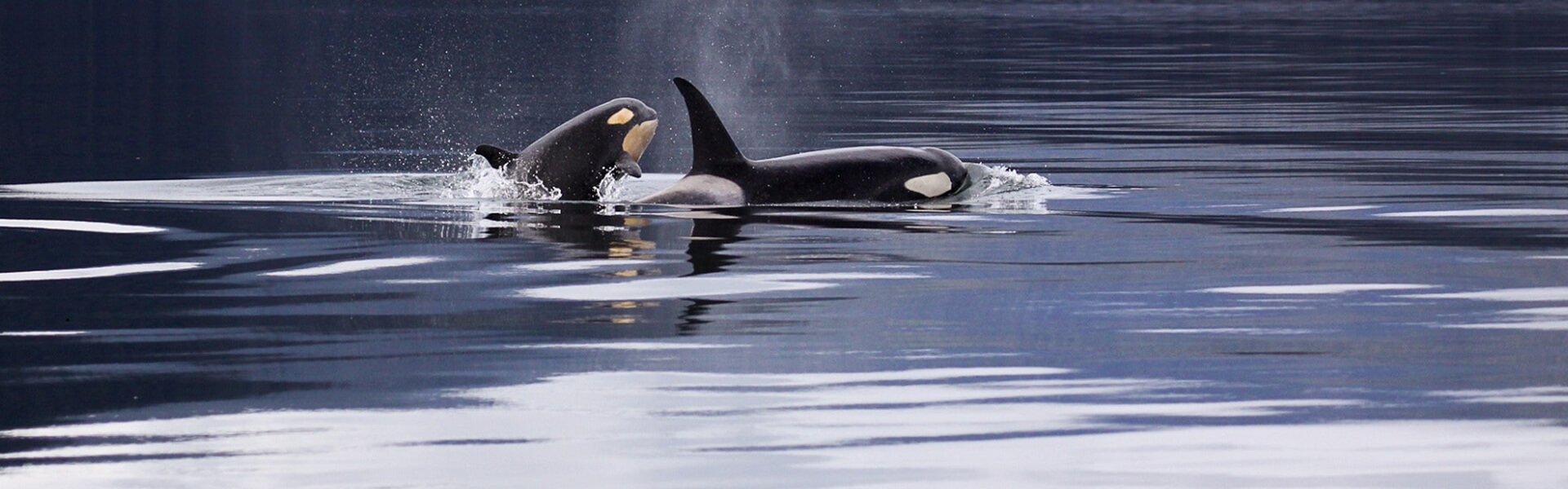 Las orcas también visitan Tarifa en invierno