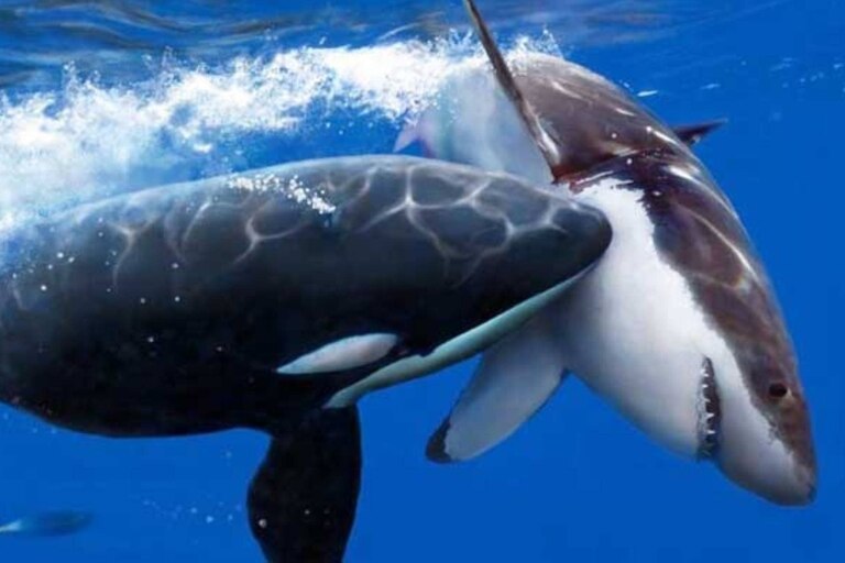 orca atacando a tiburón 