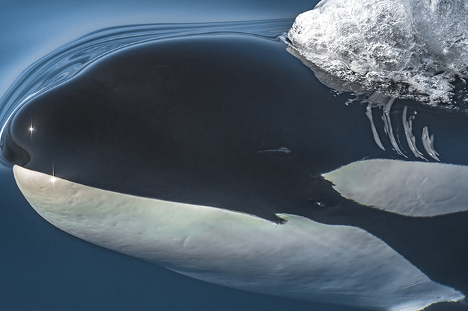 Por qué las orcas muerden el timón de los veleros